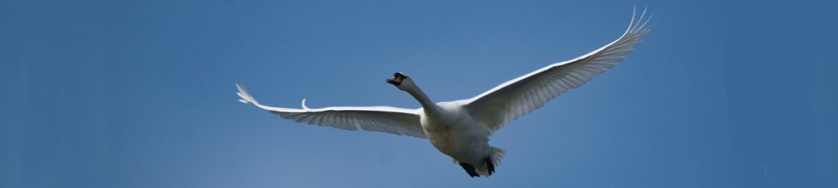 Schwan im Anflug Weser bei Rinteln