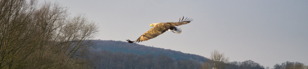 Seeadler bei Varenholz (Weser)